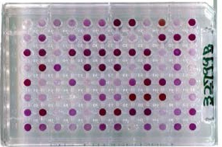 活性養液投入後