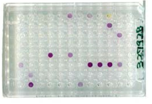 活性養液投入前