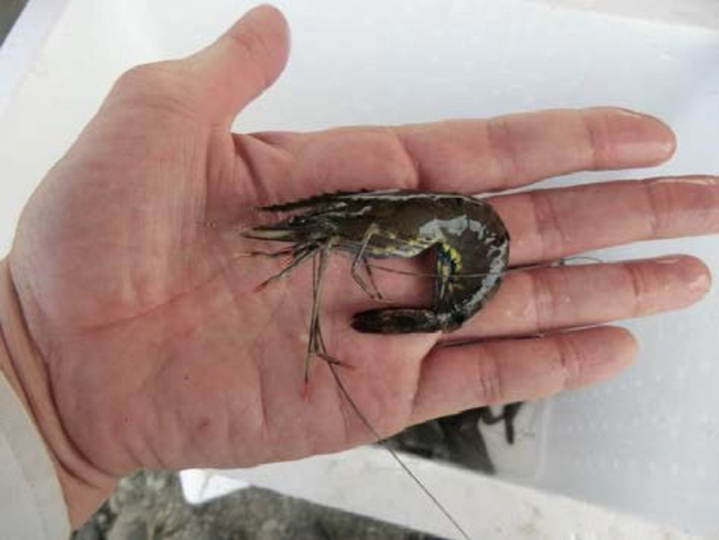 ブラックタイガーbefore