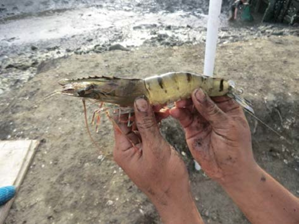 ブラックタイガーafter